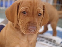 Puppies and Stud dogs - Hungarian Vizsla Society