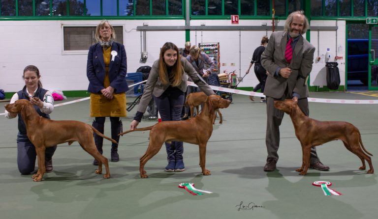 True Magic of Skyrocket at Szelkiraly (Imp Hun) JW, Breed: Hungarian Vizsla (Miss C & Mr W Murray & Parker)