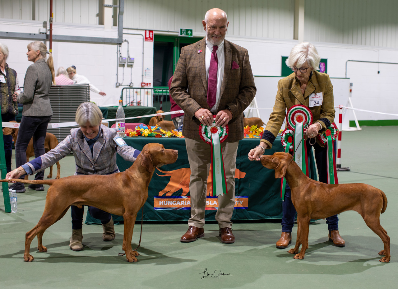 Kennel club vizsla puppies hotsell